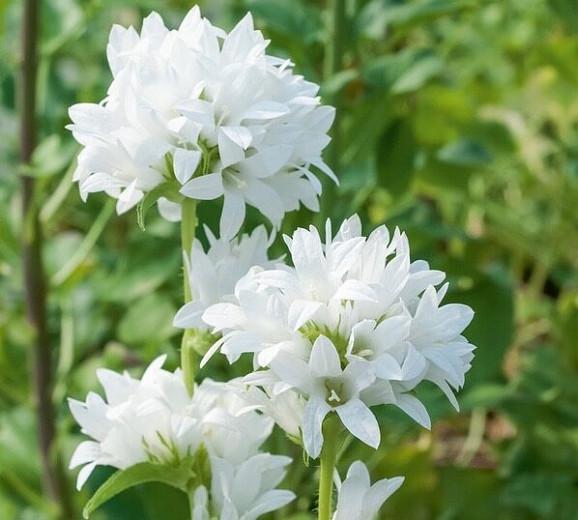 Campanula Glomerata 'Alba', Clustered Bellflower 'Alba', Bellflower 'Alba', Danesblood 'Superba',Campanula glomerata var. alba , White flowers